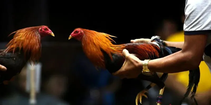 da-ga-cua-dao-hb88-khac-giong