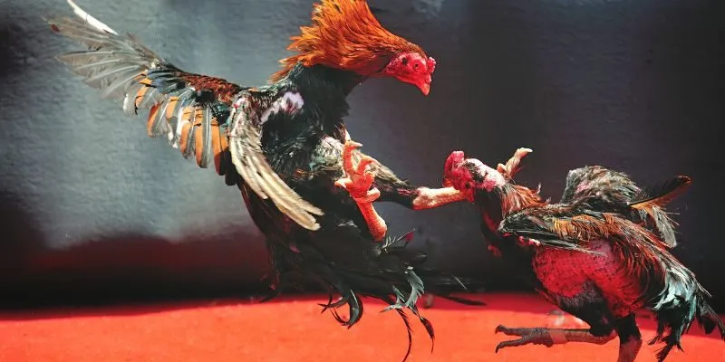 da-ga-cua-sat-hb88-hinh-thuc-chinh